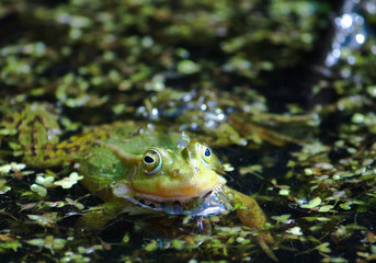 Obraz premium Green frog in the pond