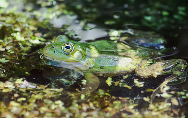 Green frog in the pond
