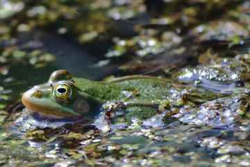 Green frog in the pond
