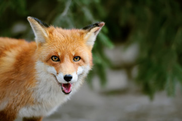 Wild red fox portrait