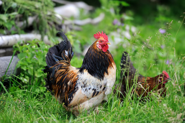 Rooster in farm