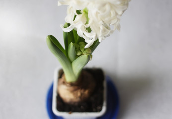 Hyacinth white flower.