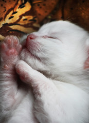 White newborn kitten