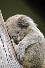Cute Australian Koala (Phascolarctos cinereus) sleeping in a gum tree. Australia’s iconic marsupial mammal.