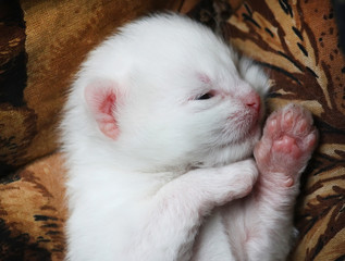 White newborn kitten