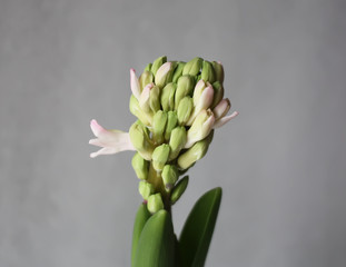 Hyacinth vintage flower.