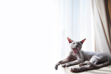 The sphinx cat yawns