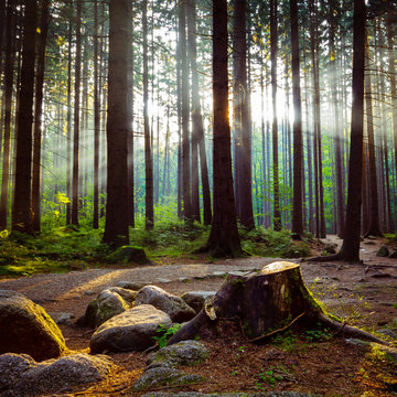 Fototapeta Beautiful rays of morning sunlight in green forest.