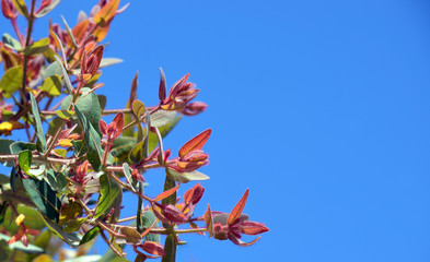 New red hairy foliage of the Australian Dwarf Apple tree, Angophora hispida, against a clear blue sky