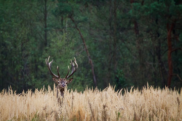 Red deer stag looking around in a forest clearing.