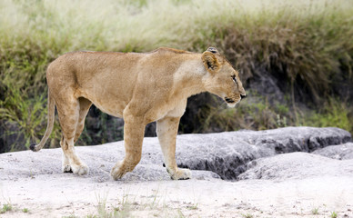 Lovely lioness gracefully standing in the savannah at a park Tarangire, Tanzania