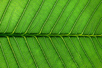 Leaf Texture Background