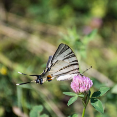 Butterfly (Iphiclides podalirius) sitting on a clover flower in