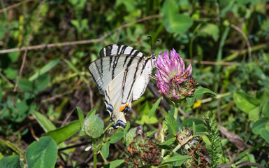 Butterfly (Iphiclides podalirius) sitting on a clover flower.