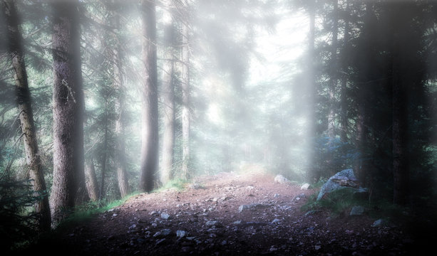 Fototapeta Path through an intricate wood with fog