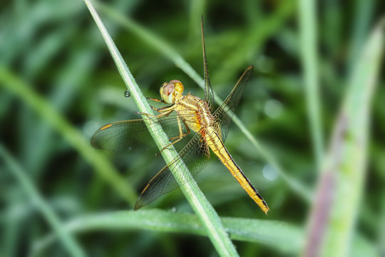 yellow dragonfly on green grass leaves  close up