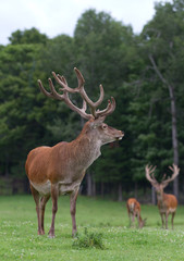 Three elk with large antlers standing in meadow in spring