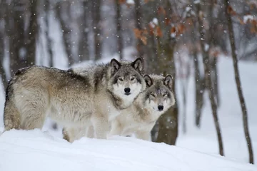 Photo sur Plexiglas Loup Loups des bois ou loups gris (Canis lupus) marchant dans la neige dans un hiver canadien
