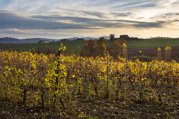 Autumn colors in the Monferrato hills at sunset (Piedmont, Italy). Vineyard in the foreground.