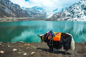 Photo sur Plexiglas Inde Lac Tsangmo au Sikkim, Inde