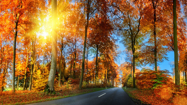 Fototapeta Autumn landscape with country road in orange tone. Nature backgr