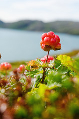 cloudberries on the beach