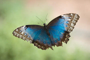 Naklejka premium Błękitny motyl skrzydłowy