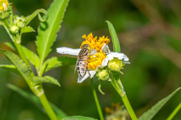 Hover fly collecting nectar on Bidens pilosa flower

