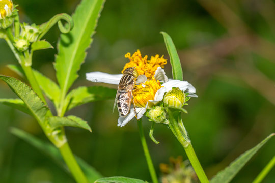 Hover fly collecting nectar on Bidens pilosa flower

