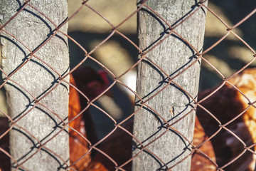 Metal mesh and wooden fences rack