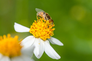 Hover fly collecting pollen

