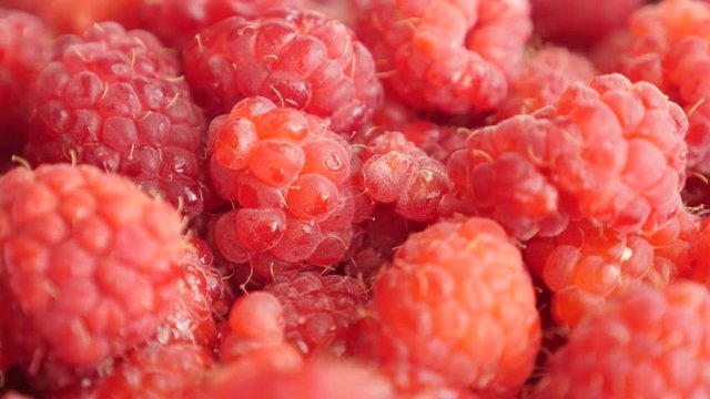 Natural antioxidant Rubus idaeus fruit background slow tilt 4K 2160p 30fps UltraHD footage - European raspberry red healthy fruit culture 4K 3840X2160 UHD tilting video