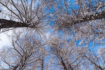 厳冬期の落葉松林