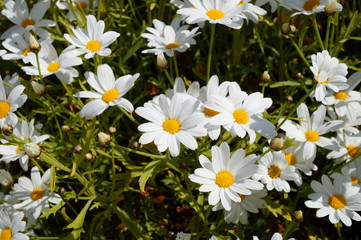 Fototapeta premium White daisy flowers with yellow centers