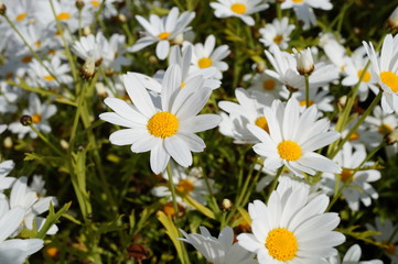 Fototapeta premium White daisy flowers with yellow centers