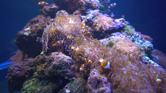 Topical saltwater fish ,clownfish Anemonefish
