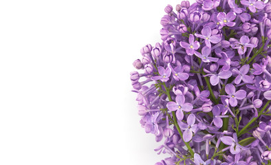Fototapeta premium Lilac blossom isolated on white background with empty space for