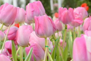 colorful tulips. tulips in spring,colourful tulip.