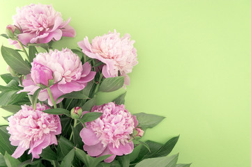 Pink peony flower on green background with copy space for greeti