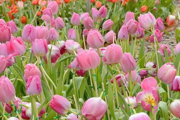 colorful tulips. tulips in spring,colourful tulip.