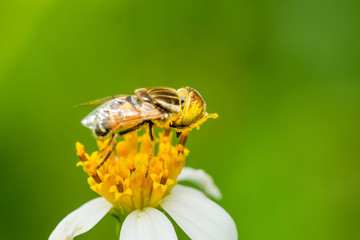 A syrphid fly collecting pollen on Bidens pilosa flower

