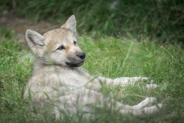 wolf pup