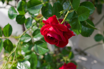 Red rose flower on the rose bush in the summer garden