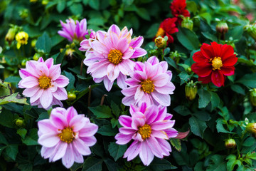 Fototapeta na wymiar Flowers in the flowerbed