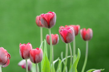 colorful tulips. tulips in spring,colourful tulip.