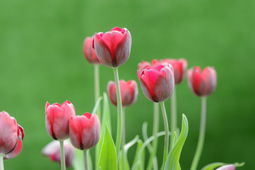 Fototapeta premium colorful tulips. tulips in spring,colourful tulip.