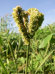 Eleusine coracana (Ragi)