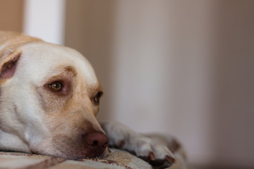 Face big beautiful white dog.Lies looking into the distance,sad look.