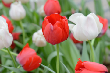 colorful tulips. tulips in spring,colourful tulip.