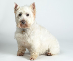 White Terrier